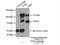 Protein Tyrosine Kinase 2 Beta antibody, 17592-1-AP, Proteintech Group, Immunoprecipitation image 