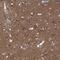 Cyclin G Associated Kinase antibody, NBP1-86389, Novus Biologicals, Immunohistochemistry paraffin image 