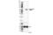 Interferon Regulatory Factor 3 antibody, 37829T, Cell Signaling Technology, Western Blot image 