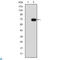 GATA Binding Protein 5 antibody, LS-C812618, Lifespan Biosciences, Western Blot image 