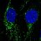 Neuroligin-2 antibody, NBP2-56665, Novus Biologicals, Immunofluorescence image 