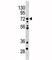 Maternal Embryonic Leucine Zipper Kinase antibody, F50146-0.4ML, NSJ Bioreagents, Western Blot image 