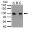 Calnexin antibody, PA5-34754, Invitrogen Antibodies, Immunoprecipitation image 