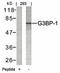 G3BP Stress Granule Assembly Factor 1 antibody, orb14513, Biorbyt, Western Blot image 