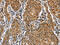 Catalase antibody, CSB-PA942303, Cusabio, Immunohistochemistry paraffin image 