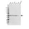 Nuclear Factor Kappa B Subunit 2 antibody, VMA00579, Bio-Rad (formerly AbD Serotec) , Western Blot image 