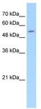 Solute Carrier Family 26 Member 8 antibody, TA334071, Origene, Western Blot image 