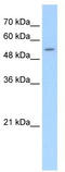 Testis anion transporter 1 antibody, TA334071, Origene, Western Blot image 