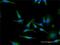 Prohibitin antibody, H00005245-M02, Novus Biologicals, Immunocytochemistry image 