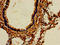 Amine Oxidase Copper Containing 3 antibody, orb401676, Biorbyt, Immunohistochemistry paraffin image 