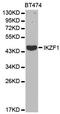 IKAROS Family Zinc Finger 1 antibody, orb136704, Biorbyt, Western Blot image 
