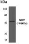 Cellular Communication Network Factor 3 antibody, GTX52948, GeneTex, Western Blot image 