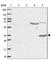 ST8 Alpha-N-Acetyl-Neuraminide Alpha-2,8-Sialyltransferase 4 antibody, HPA051126, Atlas Antibodies, Western Blot image 