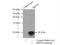 Signal Recognition Particle 19 antibody, 16033-1-AP, Proteintech Group, Immunoprecipitation image 