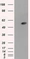 Aldehyde Dehydrogenase 3 Family Member A1 antibody, TA501105, Origene, Western Blot image 