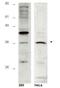 HUS1 Checkpoint Clamp Component B antibody, orb86614, Biorbyt, Western Blot image 