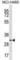 Transmembrane And Immunoglobulin Domain Containing 2 antibody, abx031417, Abbexa, Western Blot image 