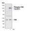 Protein Tyrosine Kinase 2 antibody, PA5-17084, Invitrogen Antibodies, Western Blot image 