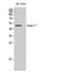 Angiopoietin Like 7 antibody, A11067-1, Boster Biological Technology, Western Blot image 