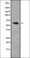 Phosphodiesterase 1A antibody, orb338094, Biorbyt, Western Blot image 