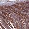 WD Repeat Domain 1 antibody, NBP2-32665, Novus Biologicals, Immunohistochemistry paraffin image 