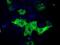 Insulin Like Growth Factor 2 MRNA Binding Protein 2 antibody, NBP2-02627, Novus Biologicals, Immunofluorescence image 
