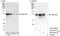 TBC1 domain family member 2A antibody, A303-440A, Bethyl Labs, Immunoprecipitation image 