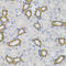Oprs1 antibody, 19-689, ProSci, Immunohistochemistry frozen image 