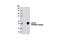 LIM homeobox transcription factor 1-beta antibody, 13457S, Cell Signaling Technology, Western Blot image 