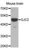 Gap Junction Protein Gamma 2 antibody, MBS126687, MyBioSource, Western Blot image 