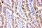 Junction Plakoglobin antibody, PB9185, Boster Biological Technology, Immunohistochemistry frozen image 