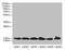 BUD31 Homolog antibody, CSB-PA01749A0Rb, Cusabio, Western Blot image 
