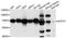 Sec1 Family Domain Containing 1 antibody, A8835, ABclonal Technology, Western Blot image 