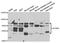 Small conductance calcium-activated potassium channel protein 3 antibody, LS-C749026, Lifespan Biosciences, Western Blot image 
