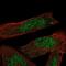 Ankyrin Repeat And SOCS Box Containing 1 antibody, NBP1-89009, Novus Biologicals, Immunofluorescence image 