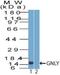 Granulysin antibody, NBP2-27101, Novus Biologicals, Western Blot image 