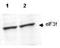 Eukaryotic Translation Initiation Factor 3 Subunit F antibody, NBP1-77997, Novus Biologicals, Western Blot image 