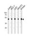 Enolase 1 antibody, MBS9210816, MyBioSource, Western Blot image 