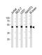 Enolase 1 antibody, MBS9210816, MyBioSource, Western Blot image 
