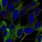 Semaphorin 5B antibody, NBP2-56604, Novus Biologicals, Immunofluorescence image 