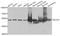 Glutamate Dehydrogenase 1 antibody, A7631, ABclonal Technology, Western Blot image 