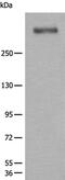 WDFY Family Member 4 antibody, PA5-68444, Invitrogen Antibodies, Western Blot image 