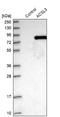 Acyl-CoA Synthetase Long Chain Family Member 3 antibody, NBP1-89268, Novus Biologicals, Western Blot image 