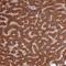 Coenzyme Q5, Methyltransferase antibody, PA5-61988, Invitrogen Antibodies, Immunohistochemistry paraffin image 