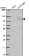 TSR1 Ribosome Maturation Factor antibody, HPA053087, Atlas Antibodies, Western Blot image 