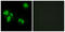 Tumor necrosis factor alpha-induced protein 8 antibody, abx013340, Abbexa, Western Blot image 