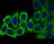 Eukaryotic Translation Elongation Factor 1 Alpha 1 antibody, A02141-1, Boster Biological Technology, Immunocytochemistry image 