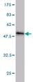 Interleukin 37 antibody, ab57187, Abcam, Western Blot image 