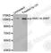 Structural Maintenance Of Chromosomes 1A antibody, AP0204, ABclonal Technology, Western Blot image 