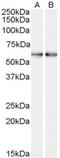 Spermine Oxidase antibody, EB07026, Everest Biotech, Western Blot image 